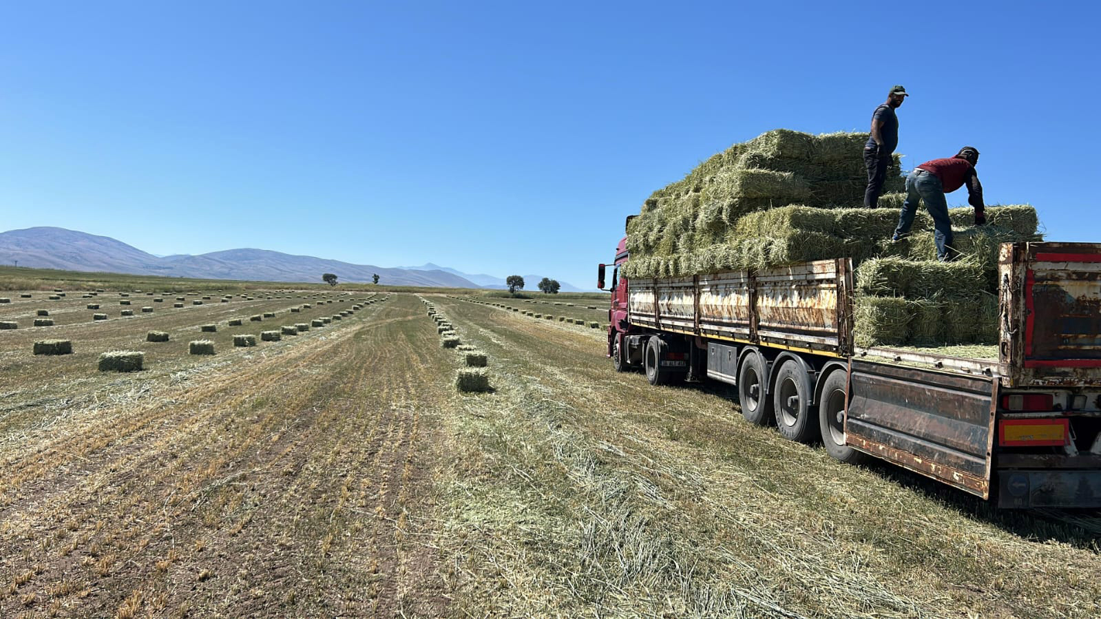Talas Belediyesi'nden Yerel Üreticiye Destek: 24 Ton Yem Bitkisi Dağıtıldı
